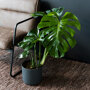 Gatenplant in woonkamer